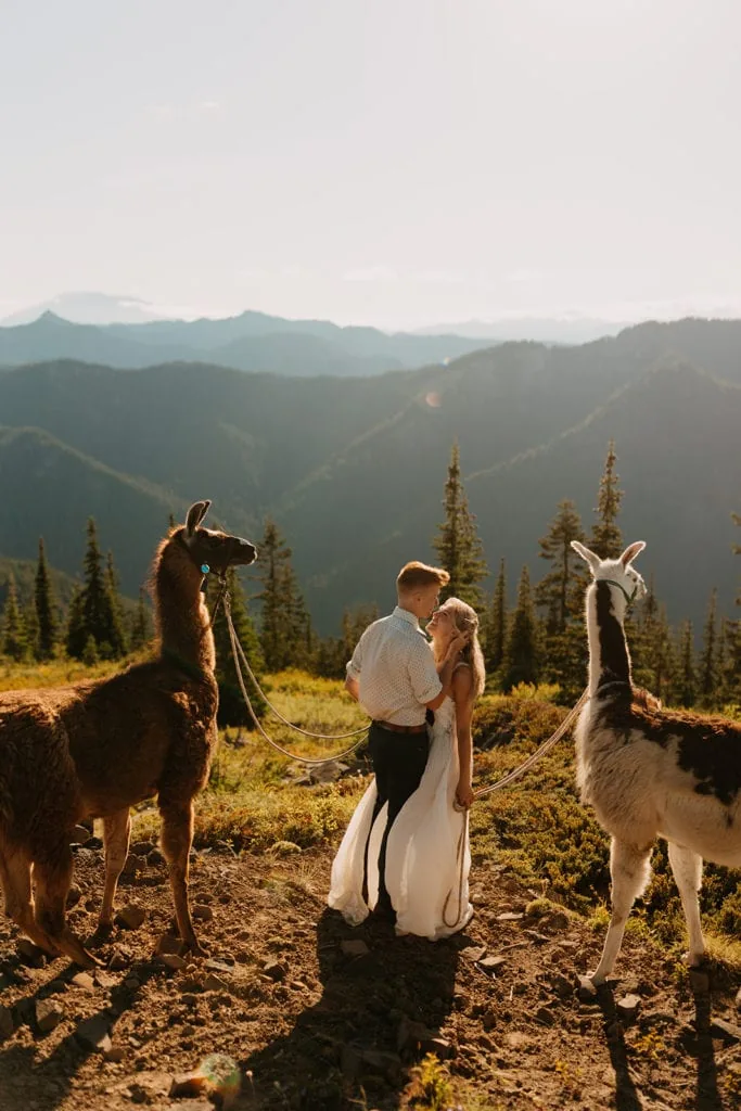 a couple embraces while holding onto two llamas on a mountainside.