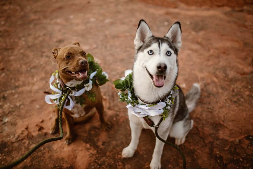 dogs-at-elopements