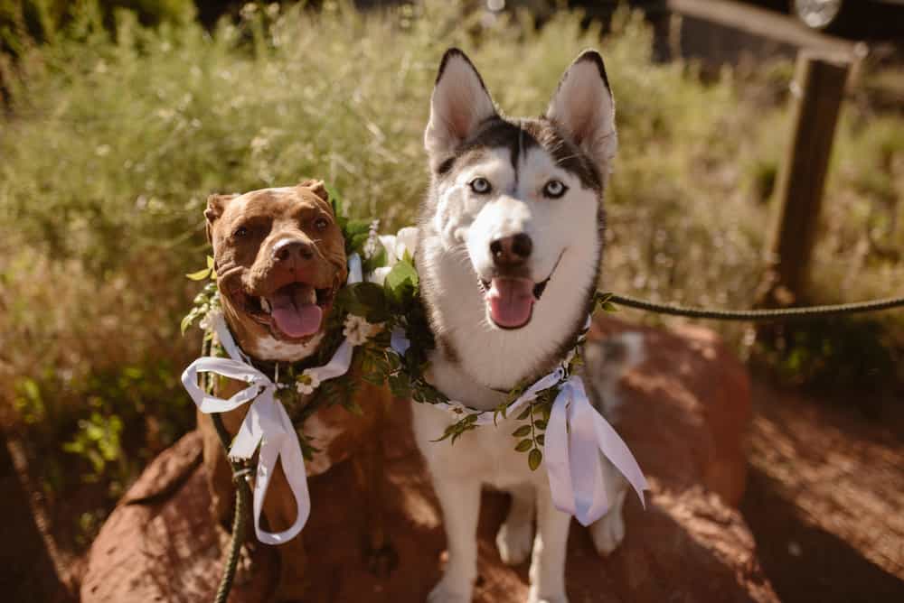 elopement-wedding-with-dogs