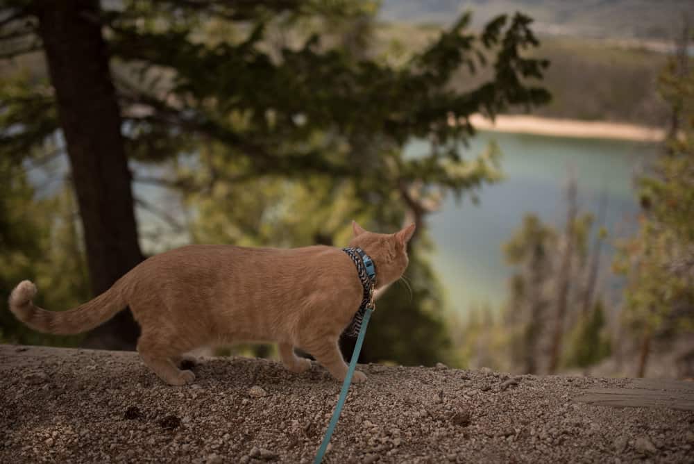 hiking-with-cats