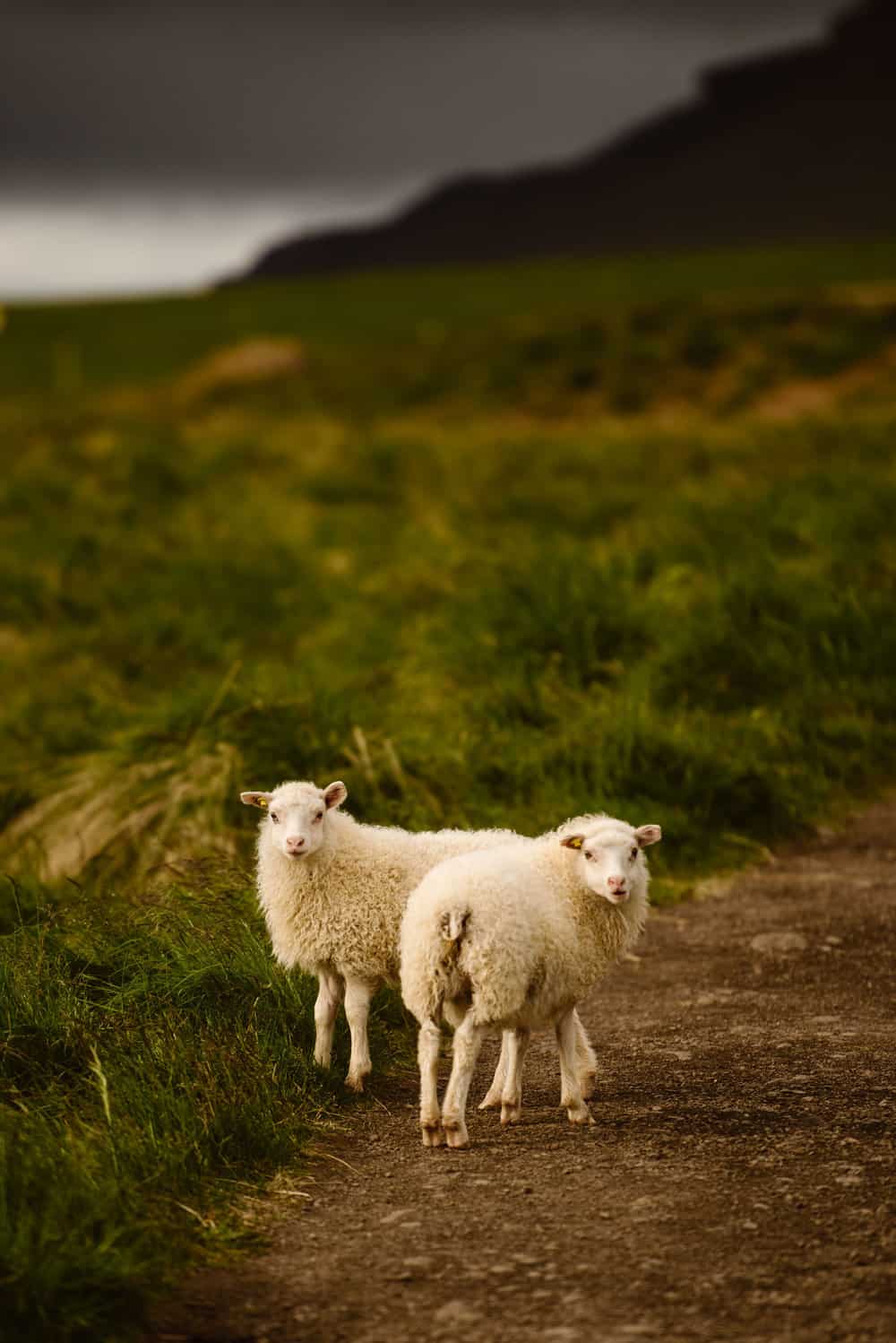 sheep-in-iceland