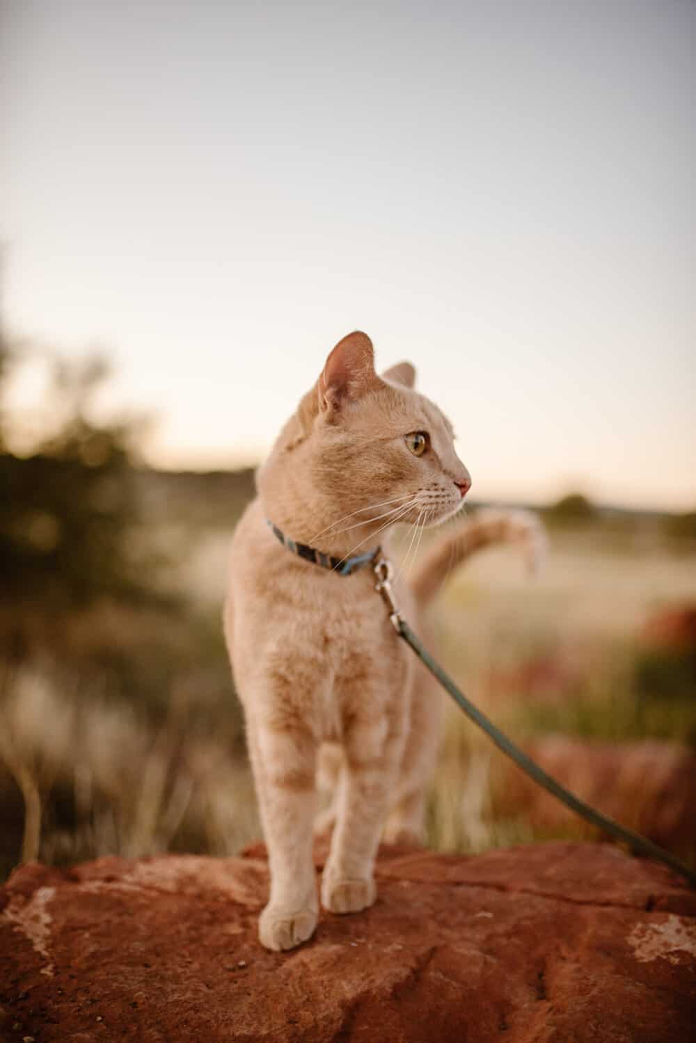 desert-hiking-cat
