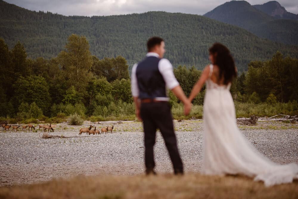 A couple looks on at some elk during their wedding ceremony.