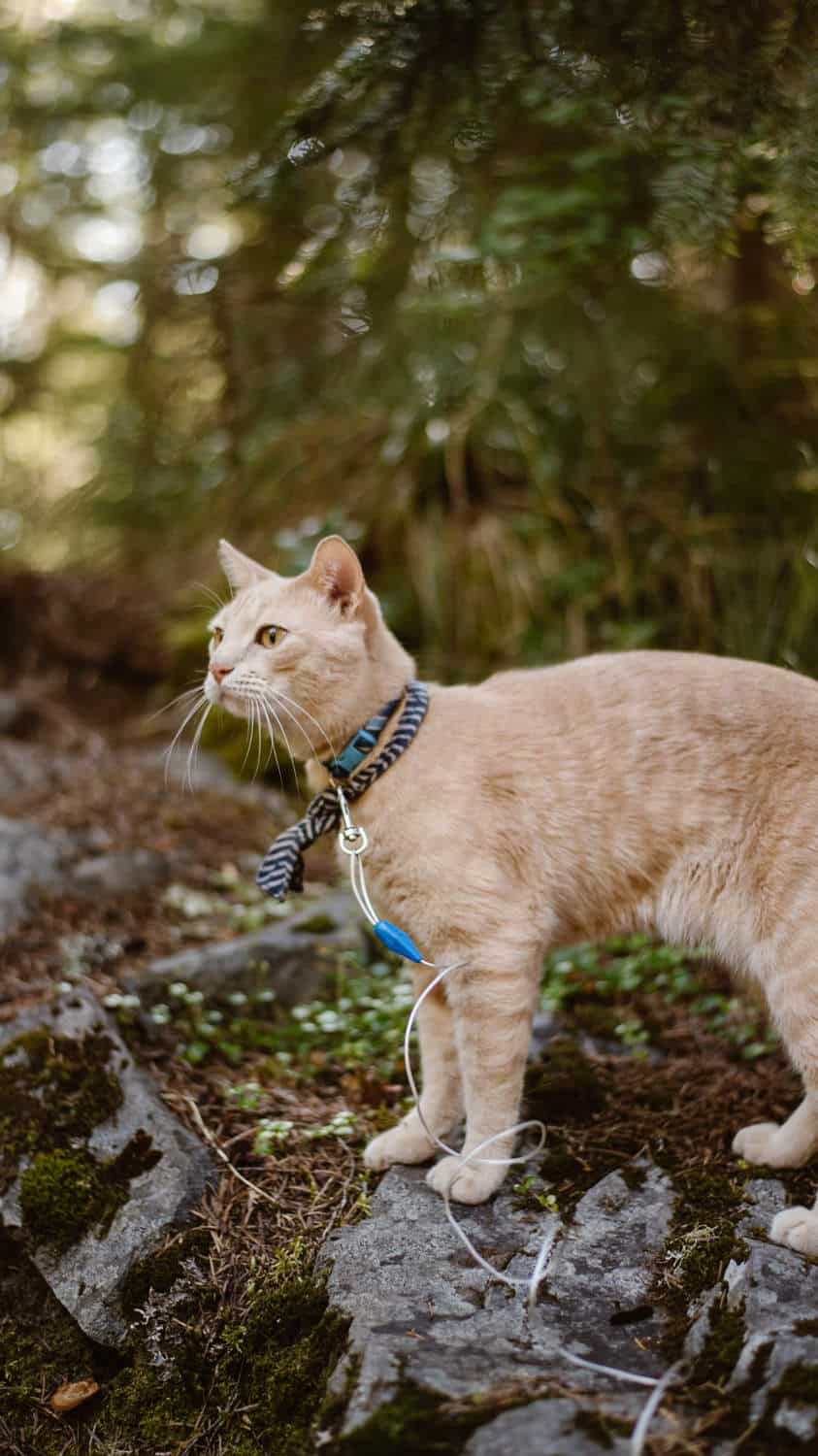 hiking-cat