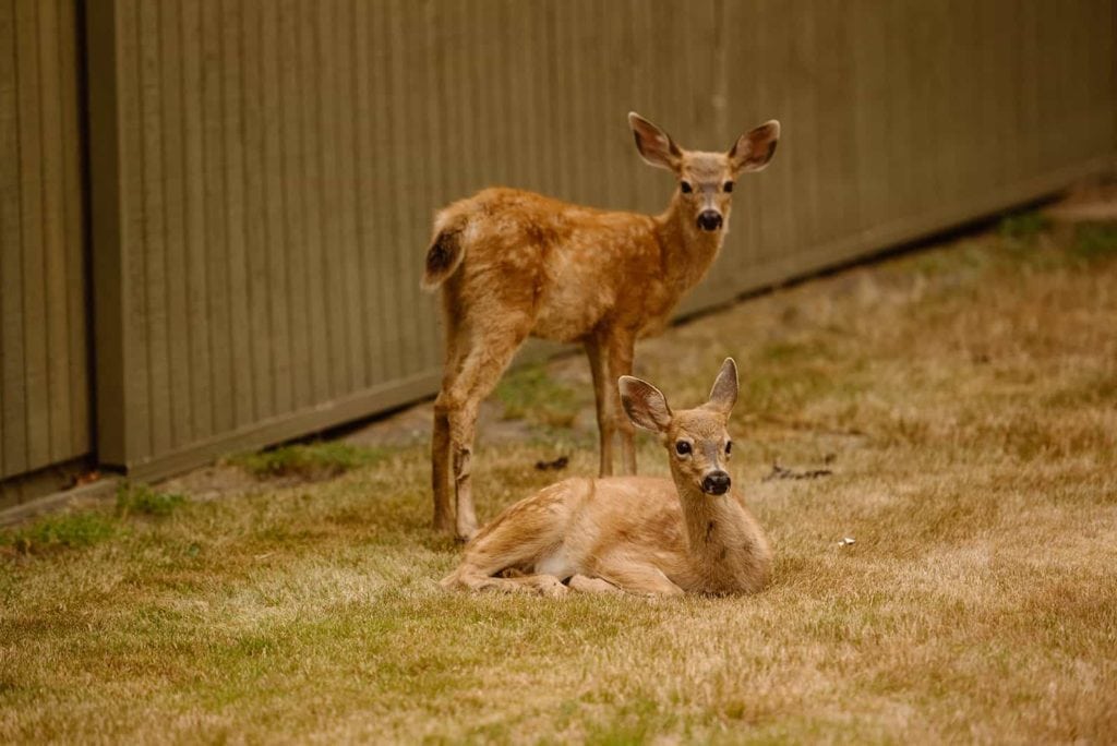 Two baby deer, one standing and one sitting near the wall of a shed.