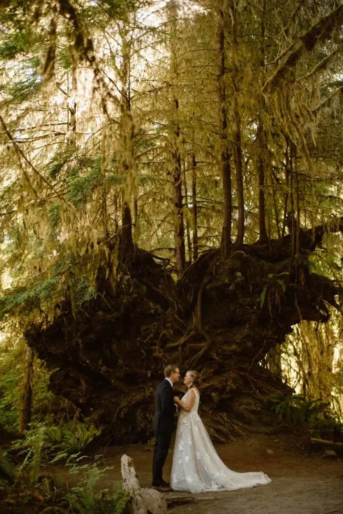 a couple standing together by a large uprooted tree in the rainforest 