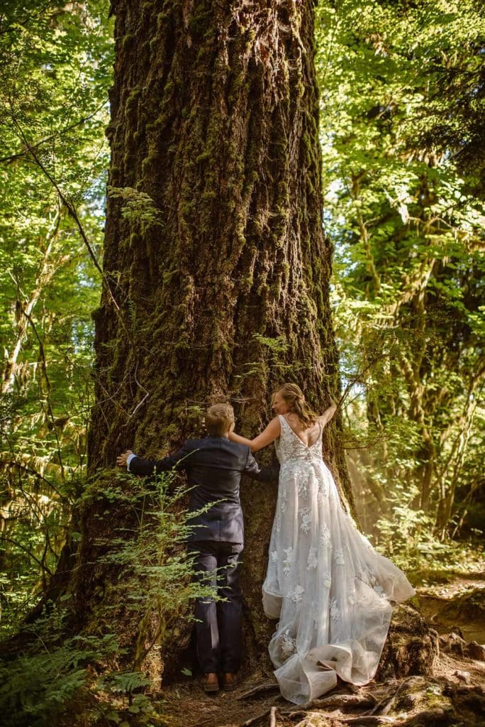 A bride and groom huge a base of a large tree in a rainforest. 