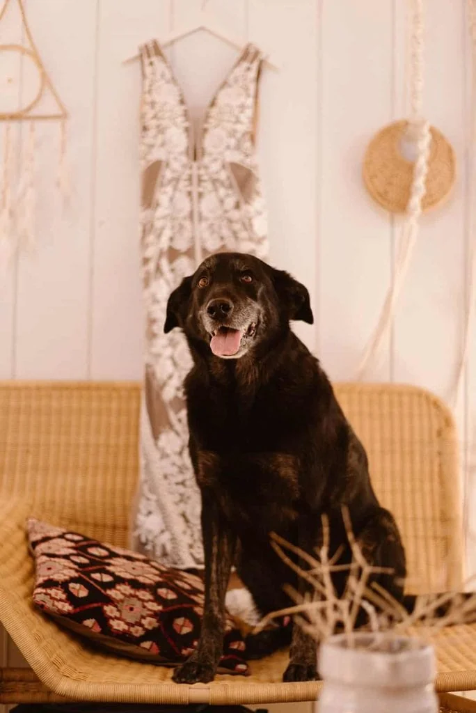 A dog poses for a photo in front of the brides wedding dress. 