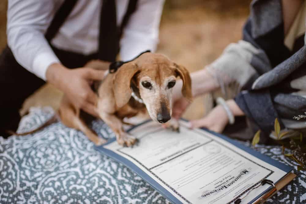 A dog signs a marriage license as the witness.