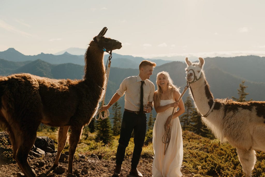 A bride and groom laugh together as they hold a llama each on lead with mountains behind them. 