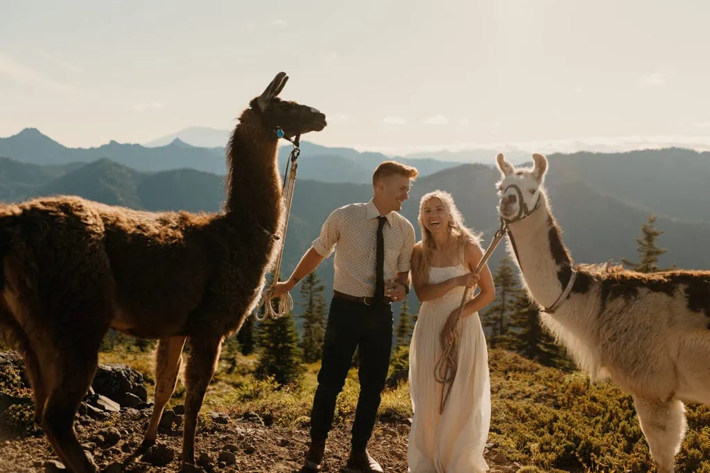 a couple laughs as they hold onto llamas' leads, overlooking the mountains.