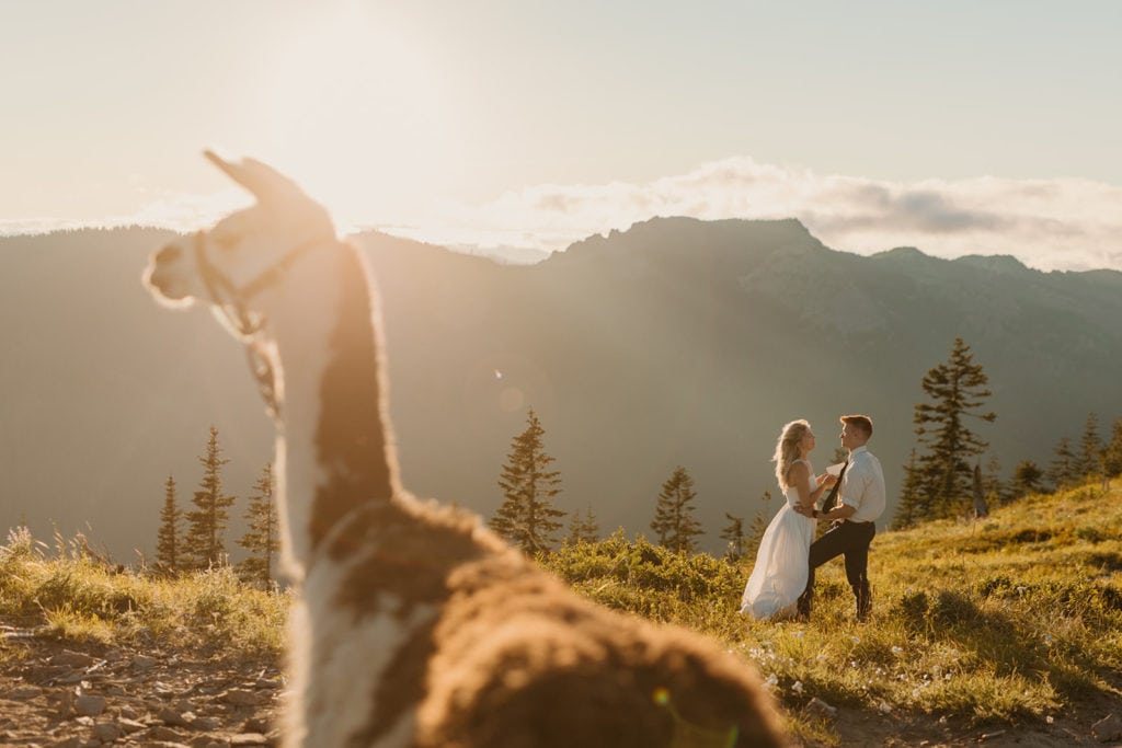 A bride and groom share their vows with each other as the sun sets behind the. mountain and a llama watches nearby. 