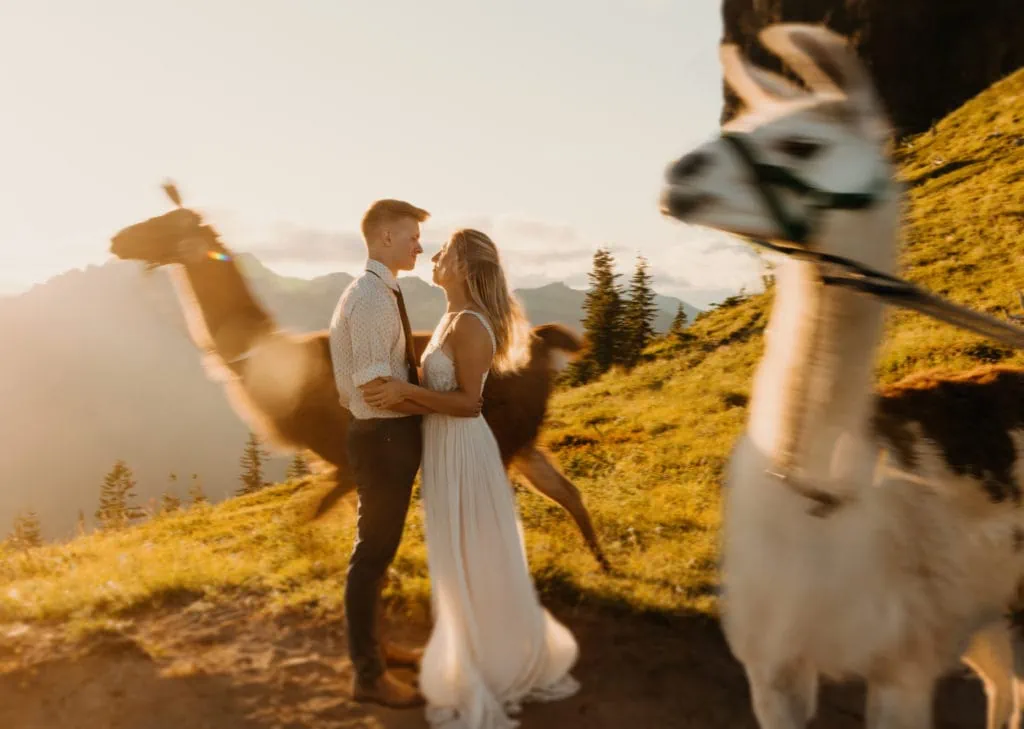 A couple looks into each other's eyes as llamas run around them. 