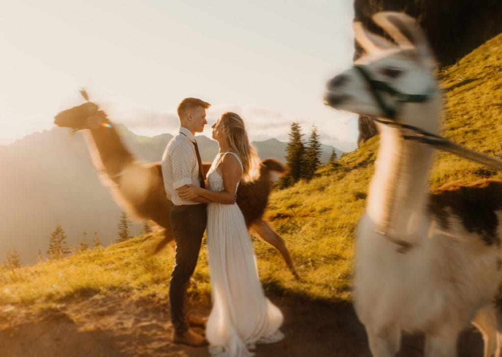 A bride and groom hold each other as llamas move around them on a washington elopement.