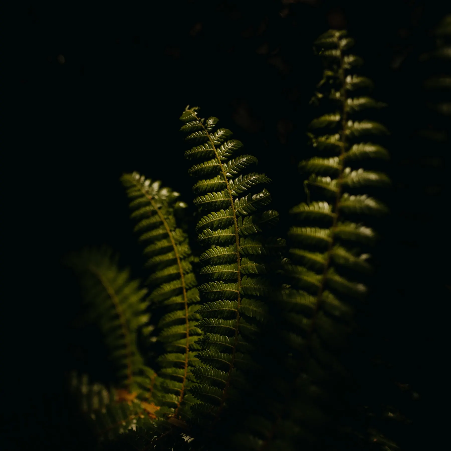A photo of the ferns in the direct light within the forest.
