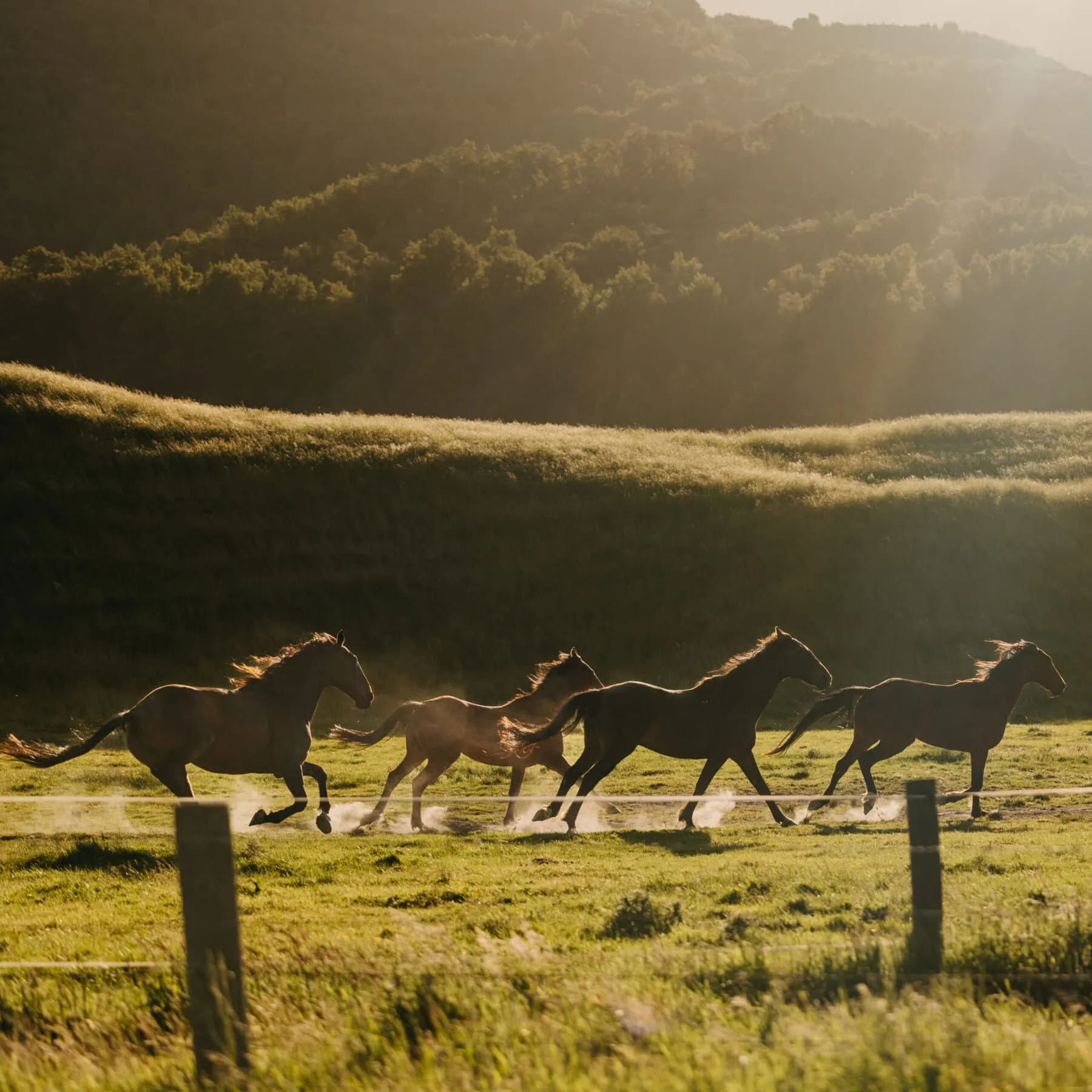 Horses running through a field in New Zealand at sunset.