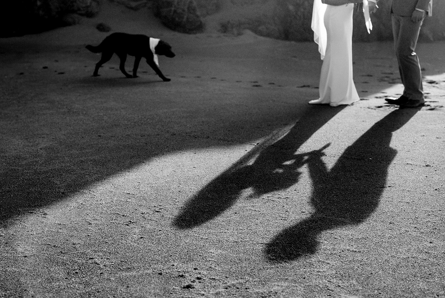 A bride and groom walking together with their dog. A black and white image showcasing their shadows.