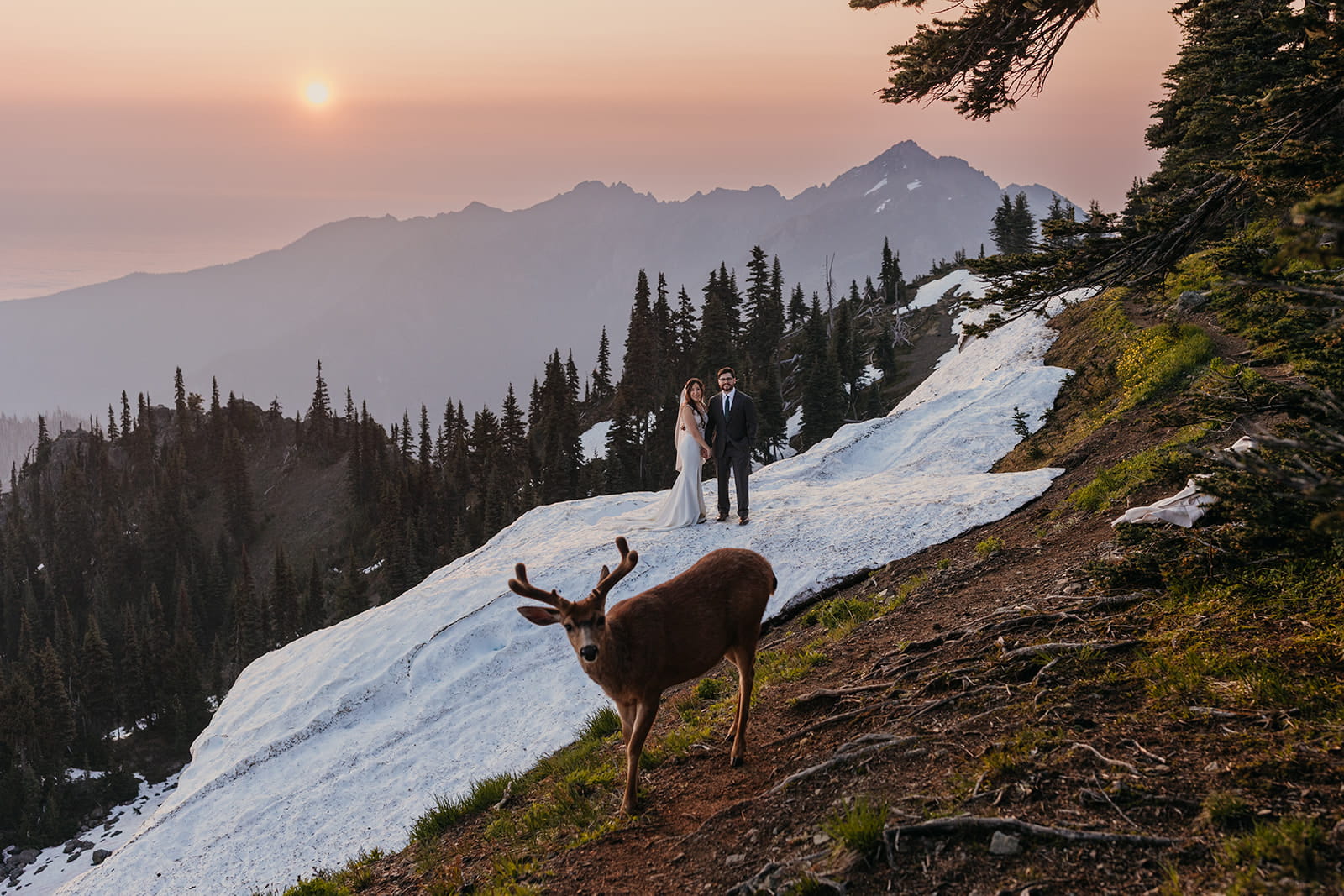 Deer walks a mountain trail in front of bride and groom during their Hurricane Ridge elopement.