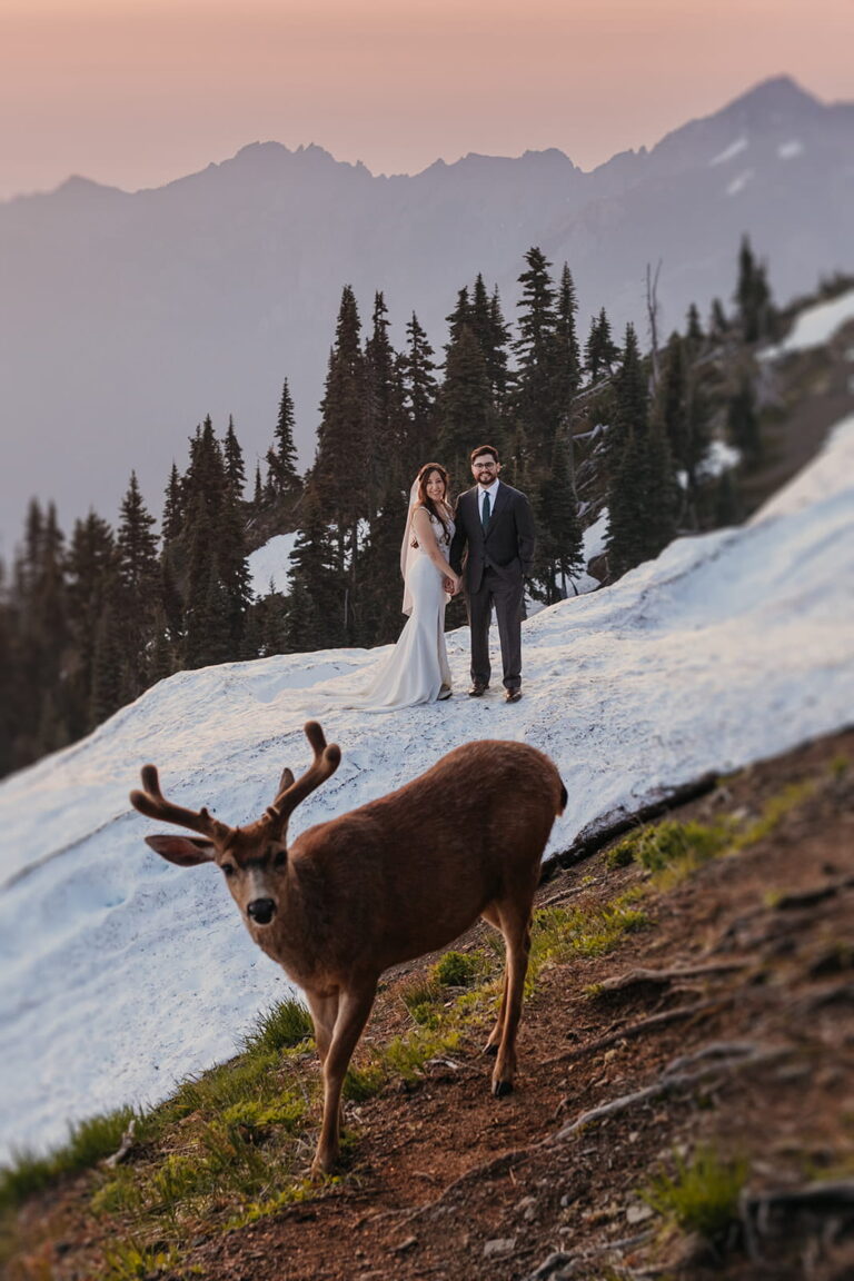 Deer walks a mountain trail in front of couple eloping at Hurricane Ridge.